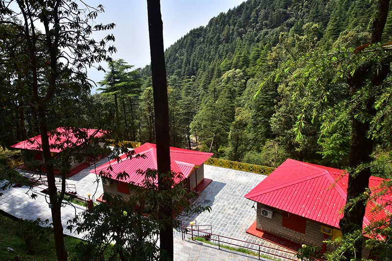 Glenmoor Cottages nestled among Himalayan forest trees